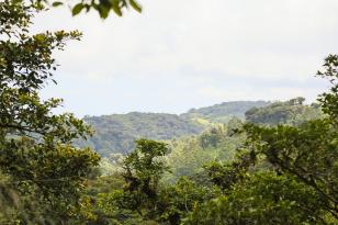 Foto natureza