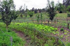 O Laboratório de Mecanização Agrícola (Lama) da Universidade Estadual de Ponta Grossa (UEPG) certifica 18 agricultores orgânicos da Cooperativa Terra Livre, no dia 07 de novembro, no Assentamento Contestado, no município da Lapa