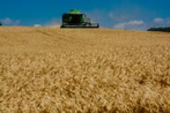 O desempenho paranaense, fortemente influenciado pela agropecuária, foi bem superior à média da economia brasileira.