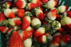 Mandirituba se destaca na produção de morango semi-hidropônico