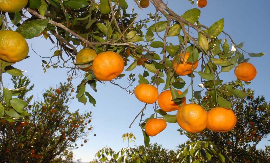 Governo estuda ampliar para mais culturas a subvenção do seguro rural A Secretaria da Agricultura e do Abastecimento (Seab) estuda a ampliação do Programa de Subvenção ao Prêmio de Seguro Rural no Estado. A subvenção, que até agora valia apenas para o trigo, já foi estendida este ano para o milho safrinha e o café, e poderá beneficiar outras culturas a partir de 2013.