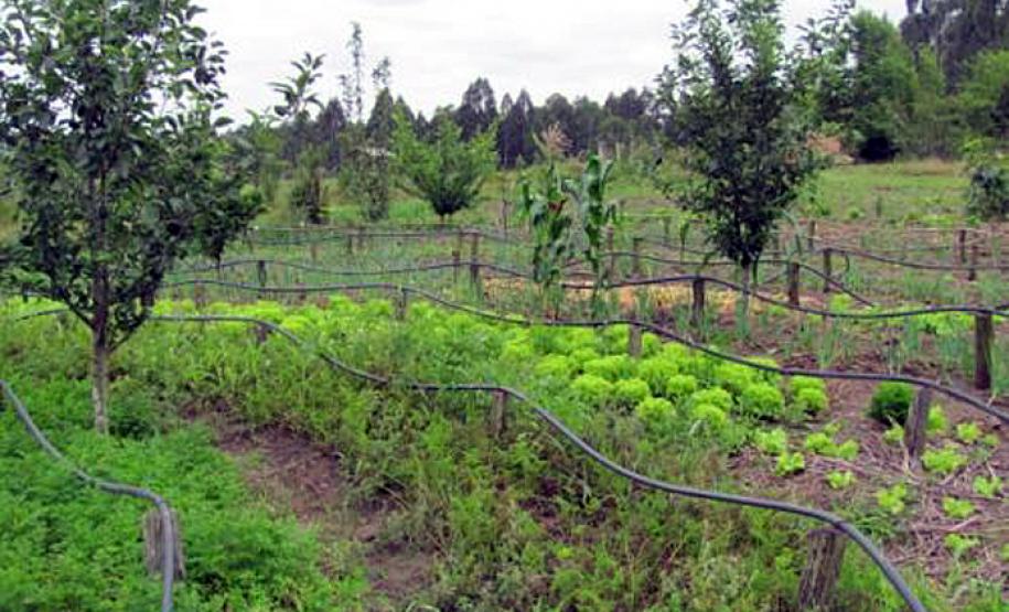 O Laboratório de Mecanização Agrícola (Lama) da Universidade Estadual de Ponta Grossa (UEPG) certifica 18 agricultores orgânicos da Cooperativa Terra Livre, no dia 07 de novembro, no Assentamento Contestado, no município da Lapa