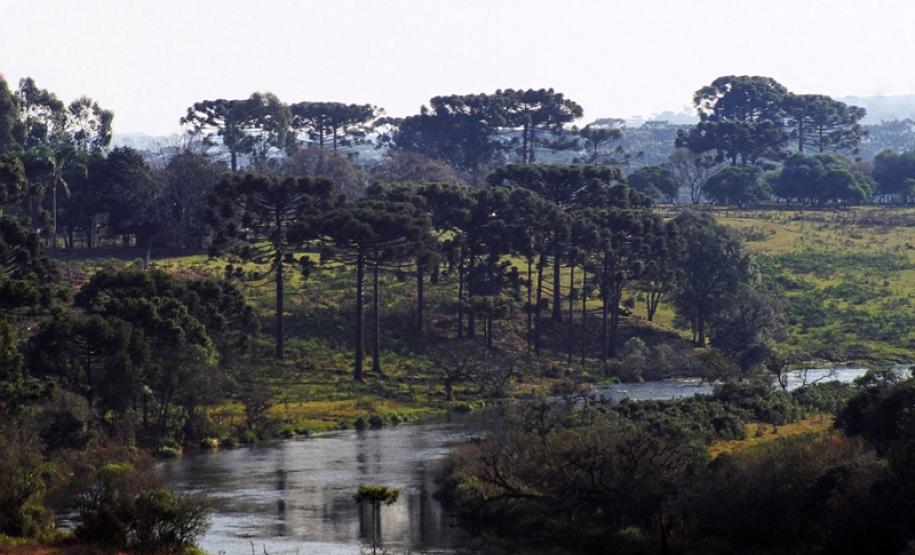 O Paraná concluiu a primeira fase do levantamento detalhado sobre quantidade e qualidade das florestas