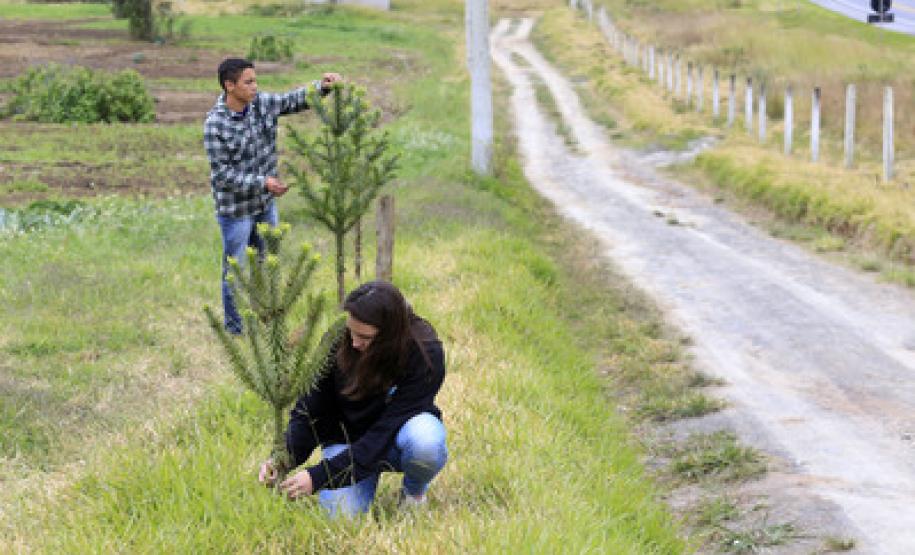 Fazenda Rio Grande terá projeto que tira poluentes do ar e melhora renda Serão plantadas, inicialmente, cerca de 2 mil mudas em Fazenda Rio Grande.