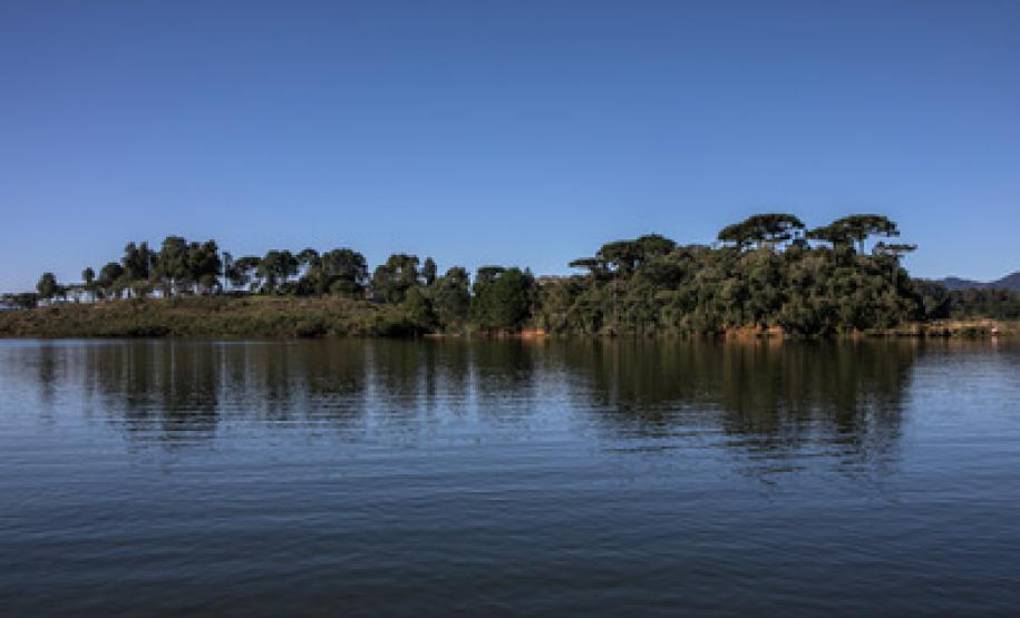 Sanepar produz 3 mil mudas nativas na Barragem Piraquara II As mudas de árvores nativas estão sendo produzidas no entorno da Barragem Piraquara II.