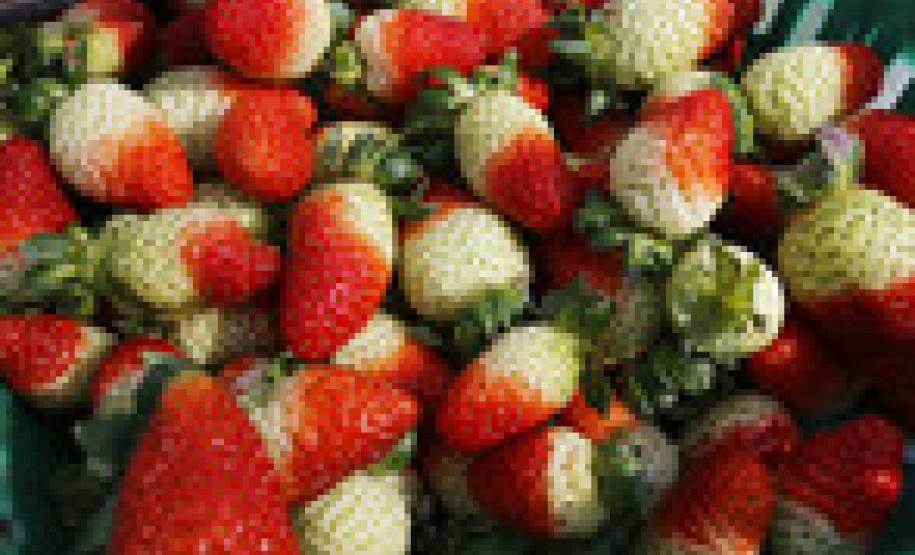 Mandirituba se destaca na produção de morango semi-hidropônico Mandirituba se destaca na produção de morango semi-hidropônico